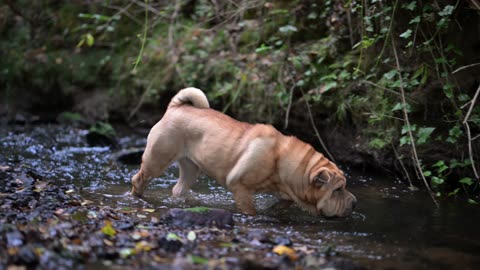 BIG DOD DRINKING WATER