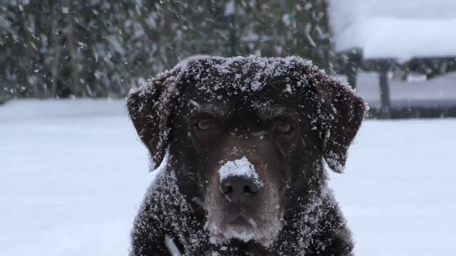 Labrador dog Retriever