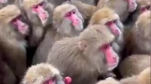 15 August Monkey funny video