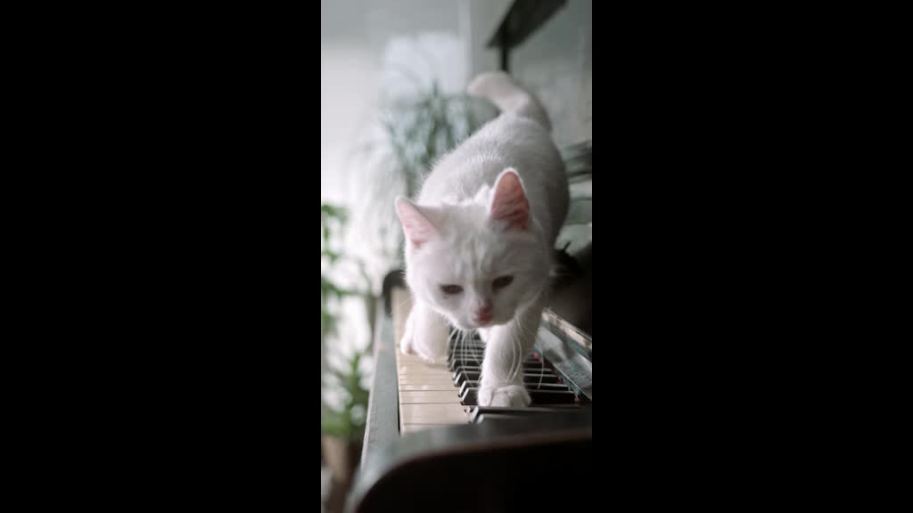 the best pianist cat