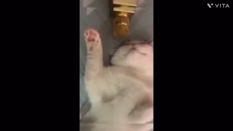 Hilarious Animal Antics: Laugh with These Adorable Creatures!