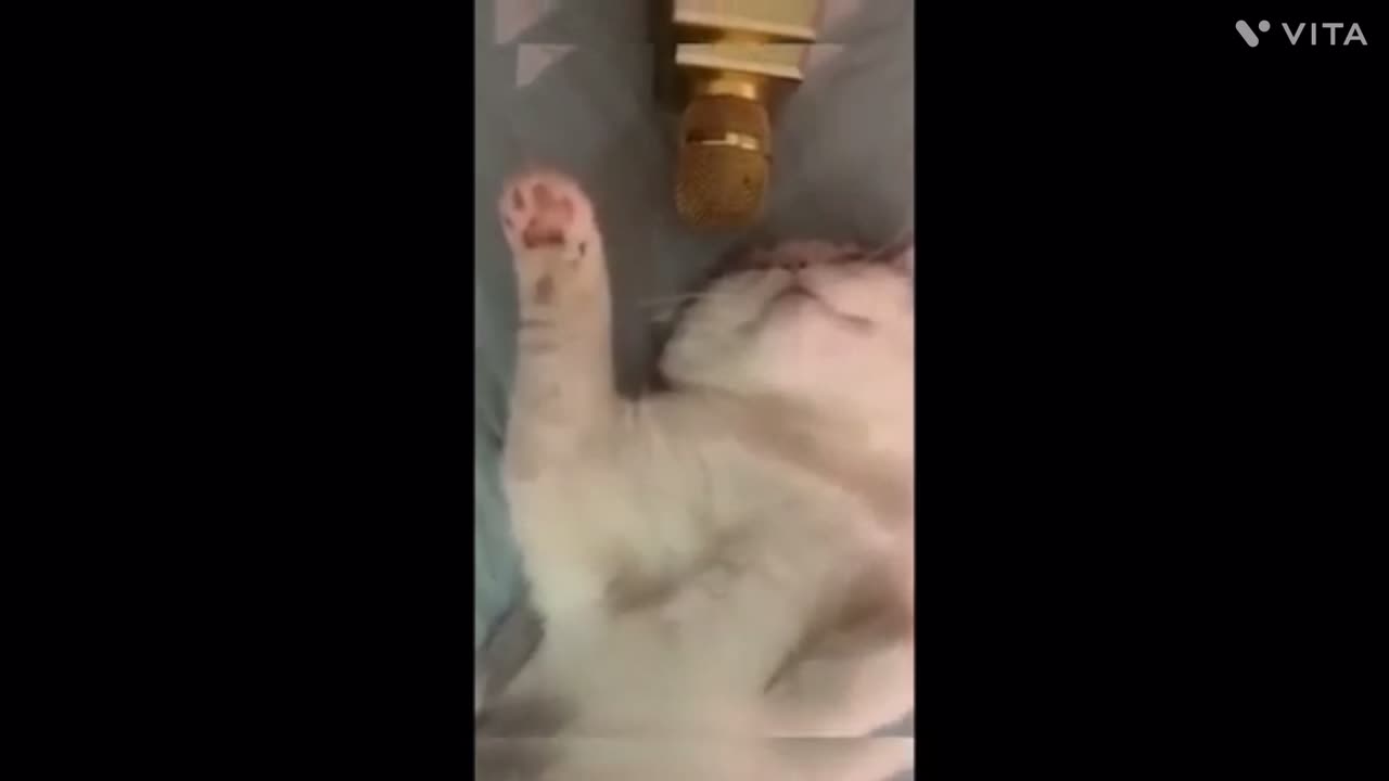 Hilarious Animal Antics: Laugh with These Adorable Creatures!