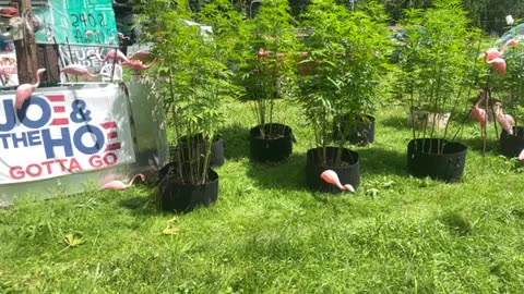 Marijuana containers 30 gallon new flowering plants Michigan loco weed