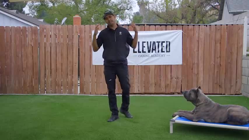 DOG TRAINING FUNDAMENTALS: LESSON