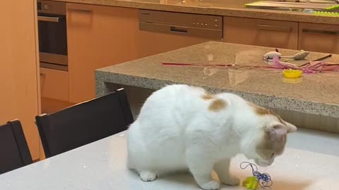 a cat is catching a toy