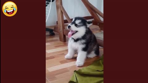 Cute Dogs And Puppies Doing Funny Things