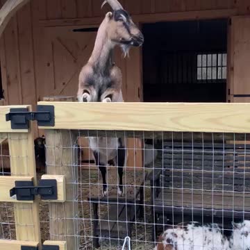 GOAT Destiny getting ready to jump 01.2021