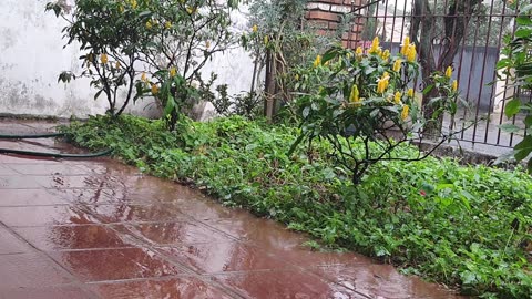 Chuva no jardim - Rain on the garden.