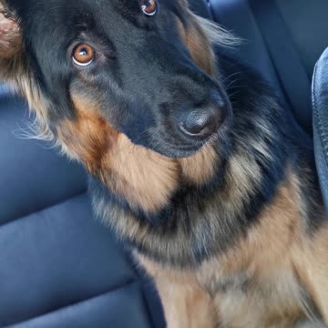 Puppy makes hilarious copycat noises after hearing a siren