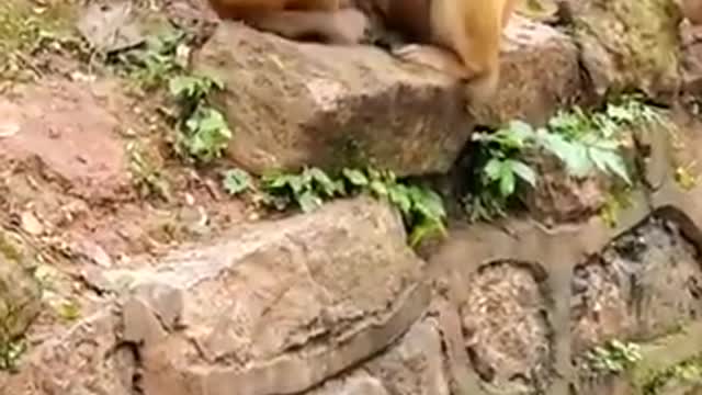 Funny Video | Funny Animals | Crazy Pet