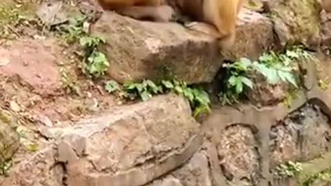 Funny Video | Funny Animals | Crazy Pet