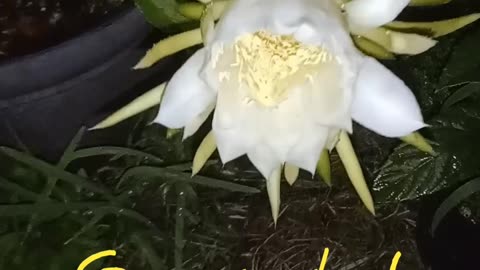 Dragon Fruit Flower 7-15-24 #DragonFruitFlower