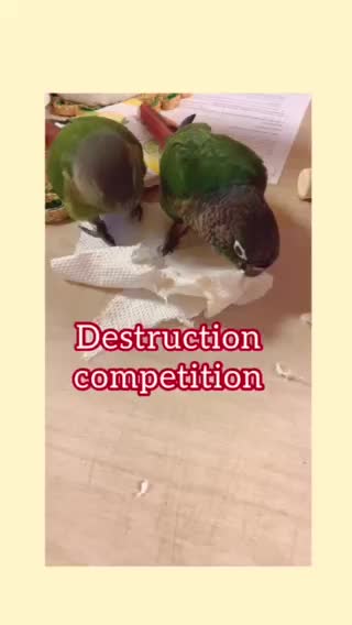 Parrot Destruction Competition