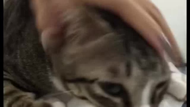 little cat loves to be petted