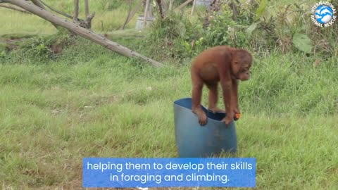 ORANGUTAN BABY SCHOOL!