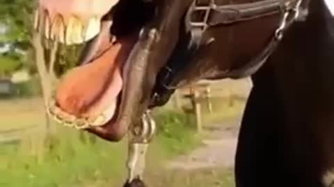 Funny horse singing opera horse 😍😂🤣