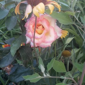 Rose under Gaillardia