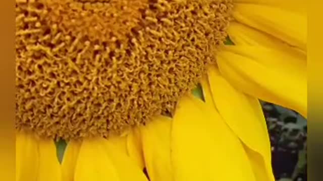 Sunflower and sun
