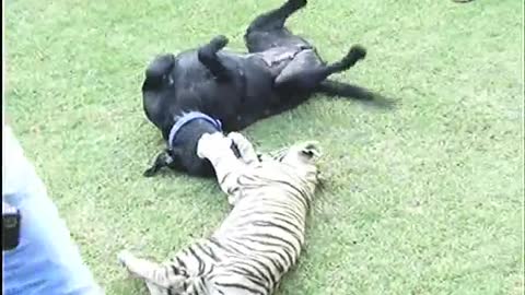 dog video