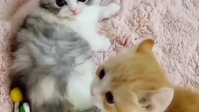 😍😘Very cute two cats😍😘