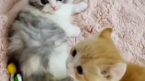 😍😘Very cute two cats😍😘