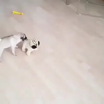 Various instances of pets being petted by residents No. 20