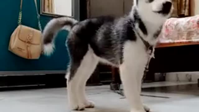 Teaching Husky for Food