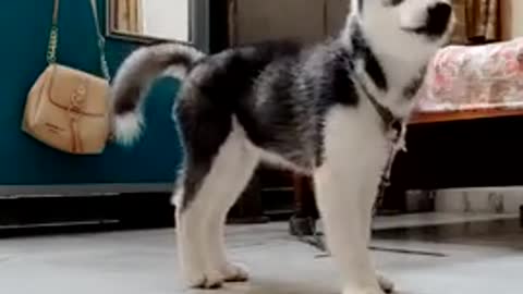 Teaching Husky for Food