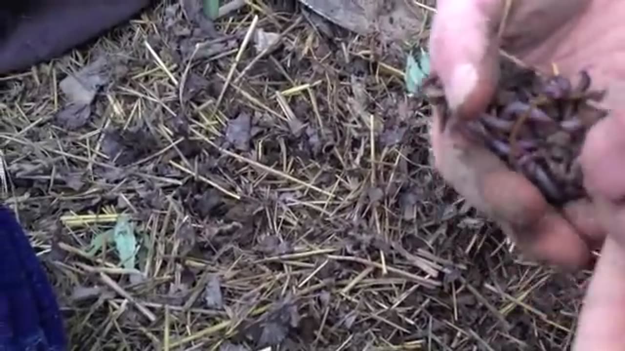 Wood Chip vs Hay Mulch