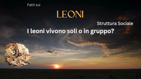 Fatto del Leone 7 - I leoni vivono soli o in gruppo?