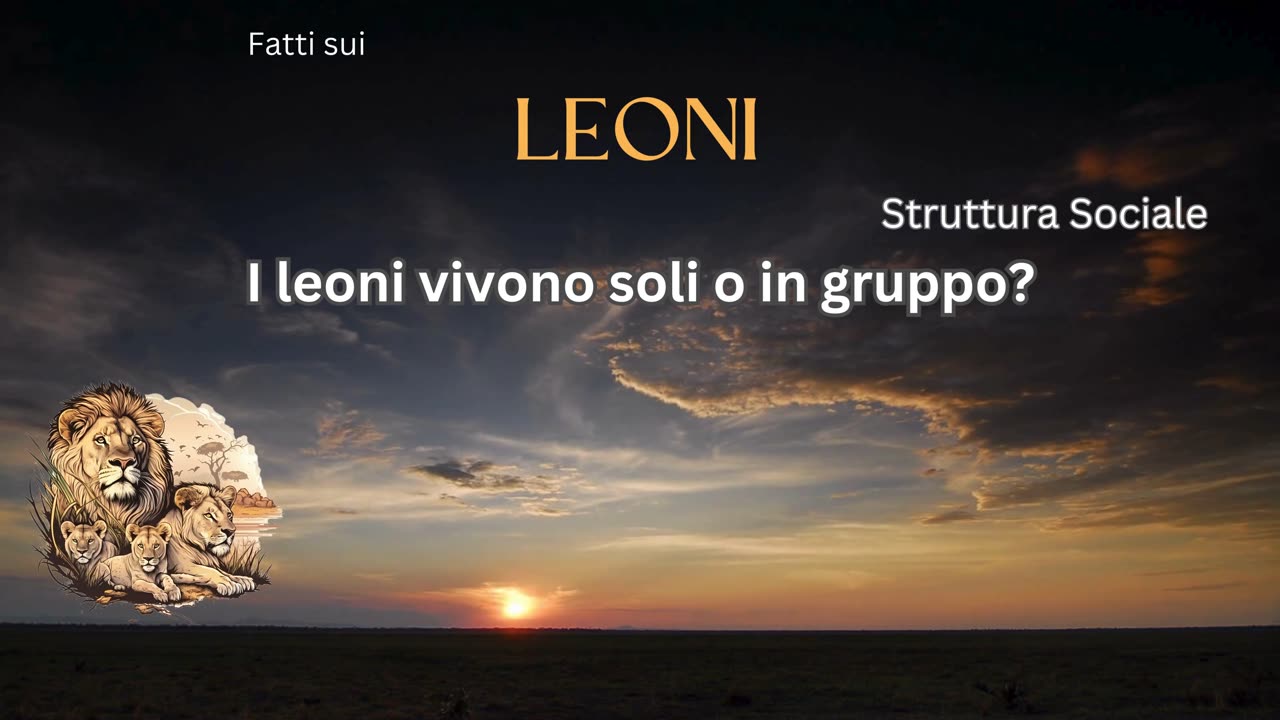 Fatto del Leone 7 - I leoni vivono soli o in gruppo?