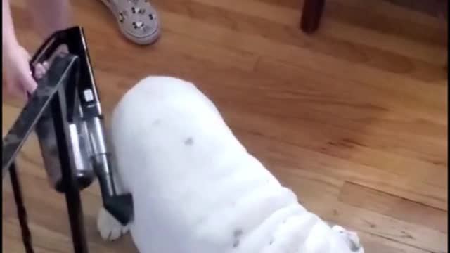 Clean your dog's hair in this manner