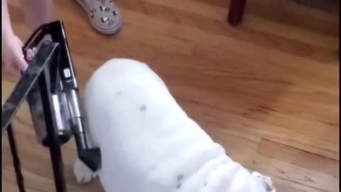 Clean your dog's hair in this manner