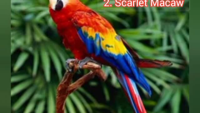 Top 10 most beautiful birds in the world