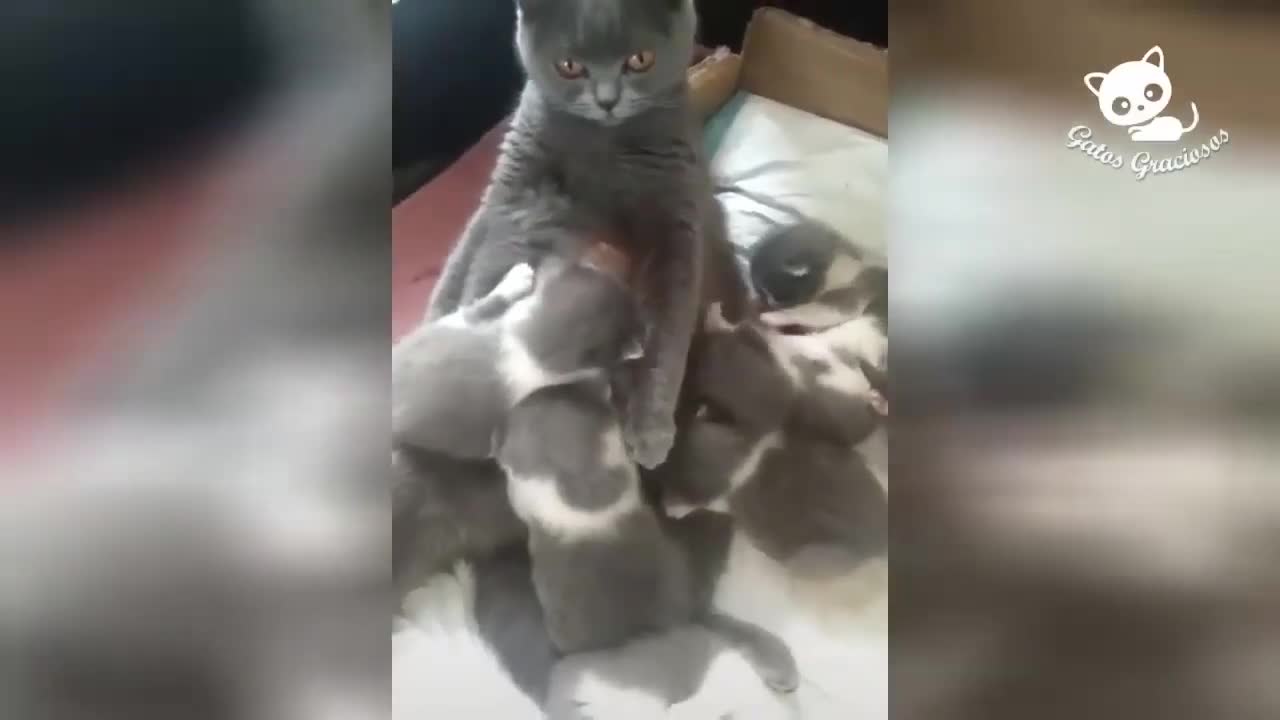 videos de gatos muy lindos
