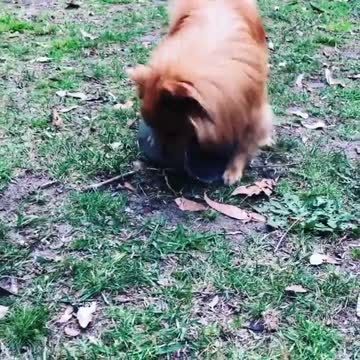 Dogy Trying to Find Out What is Inside