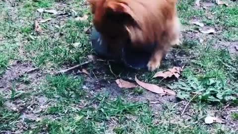 Dogy Trying to Find Out What is Inside