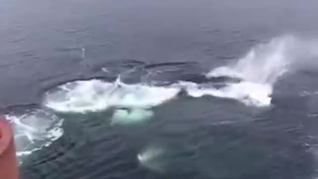 Whale Feeding- Check out this short video!