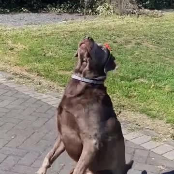 Catching fail compilation