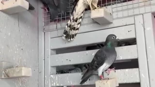 The robber who stole my pigeon