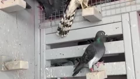 The robber who stole my pigeon