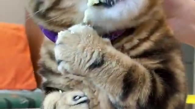 Hungry kitten smashes the food