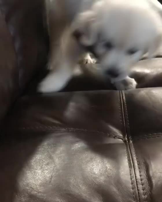 Bubba get all the attention Mama .