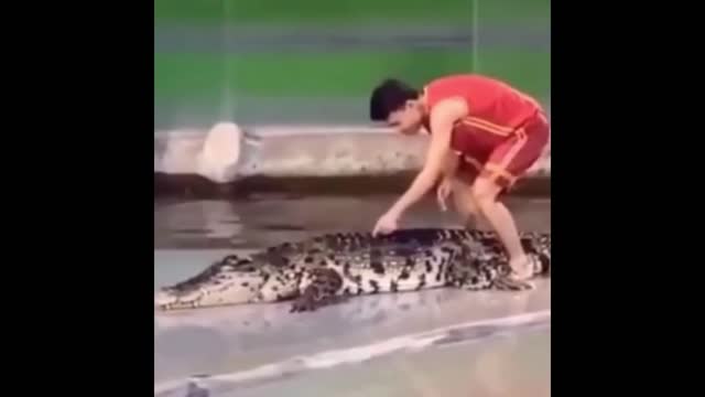 Crocodile:don't make trouble, itchy