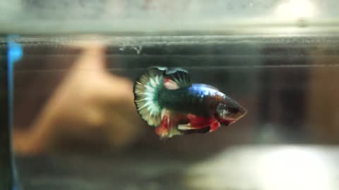 Fish Male Fancy Red Splash Blue