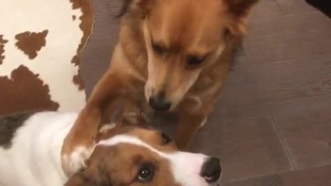 Brown dog answers whos your best friend question by putting arm over other dog