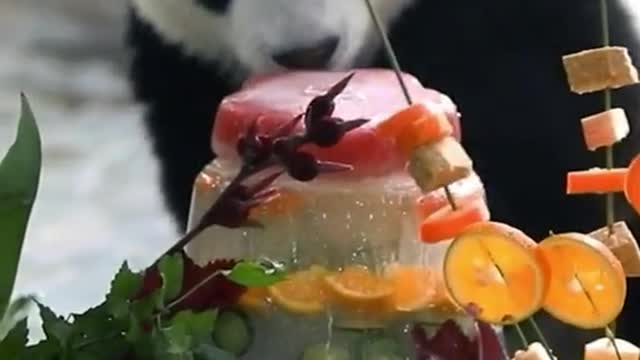 zookeeper#baby#animal