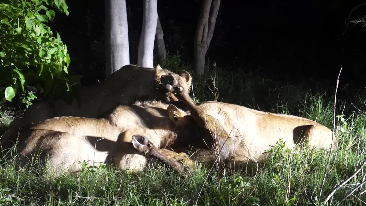 Lions eating from an african buffalo