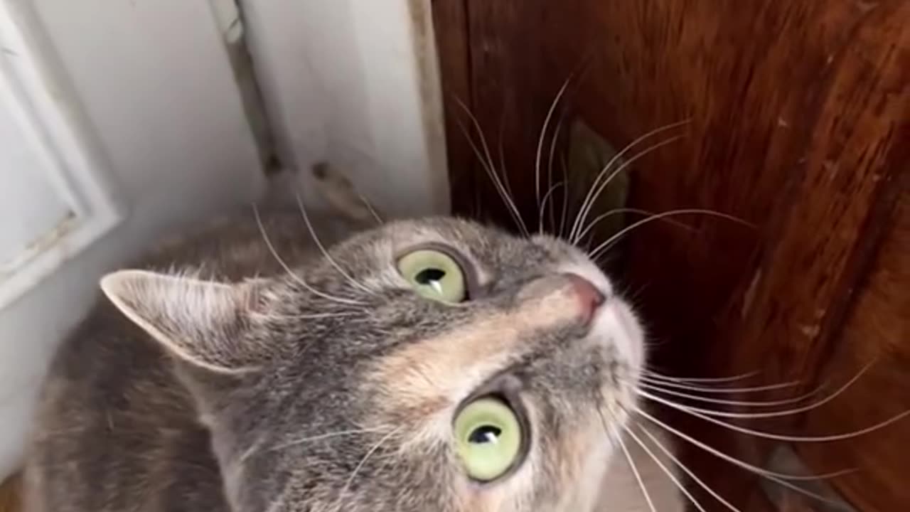 Sounds that attract cats, kitties