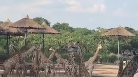 Giraffe is a long animal and longer